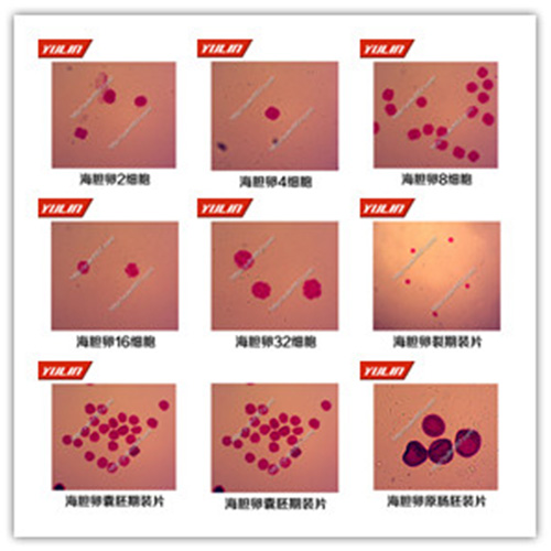棘皮動物門生物切片