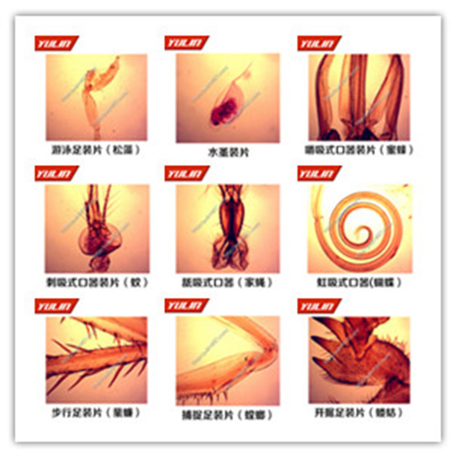節(jié)肢動物門生物玻片