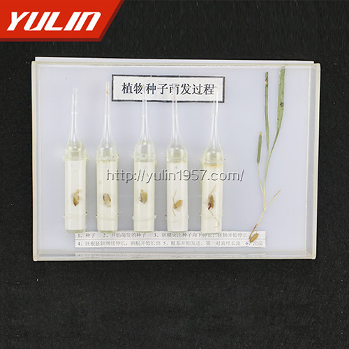 種子萌發(fā)標本