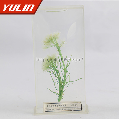 油菜標本