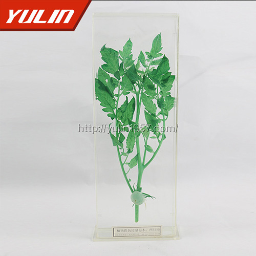 西紅柿浸制標本