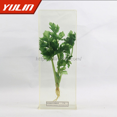 芹菜標本
