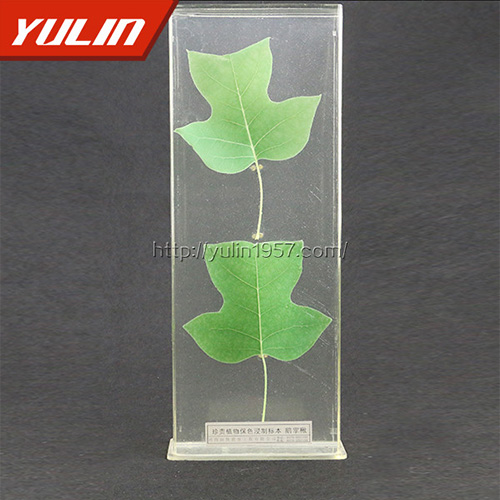 非洲菊標(biāo)本