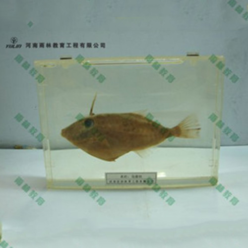 魚解剖包埋標本