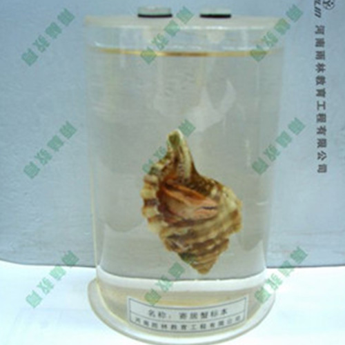 寄居蟹浸制標本