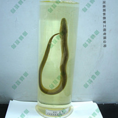 黃鰱浸制標本