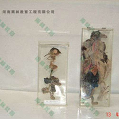 鴿骨骼包埋標本