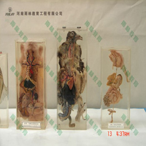 鴿解剖包埋標(biāo)本