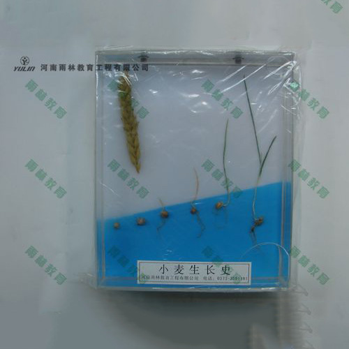 小麥浸制標(biāo)本