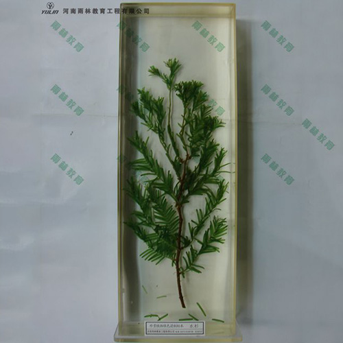 水杉浸制標(biāo)本