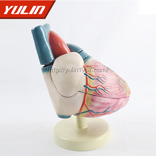 人體心臟復蘇模型