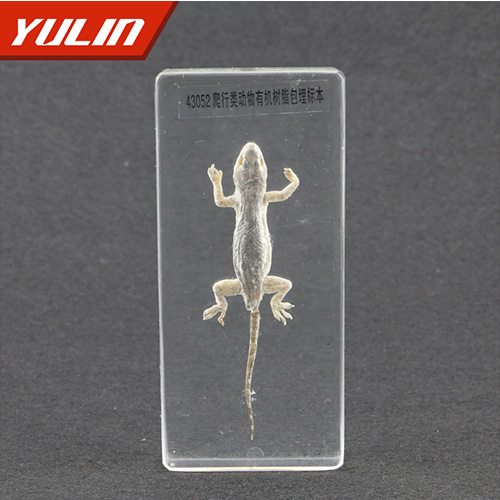 50種爬行類標(biāo)本
