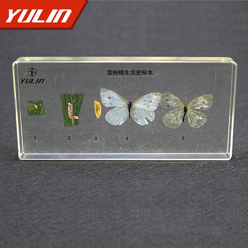 菜粉蝶生活史包埋標(biāo)本