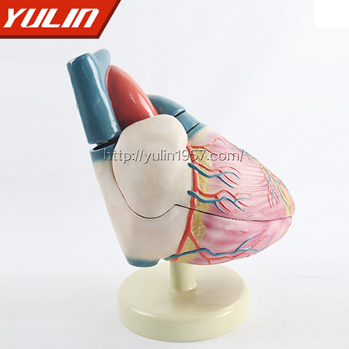 心臟解剖模型