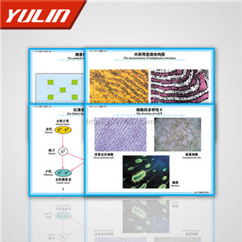 高中教學(xué)投影片