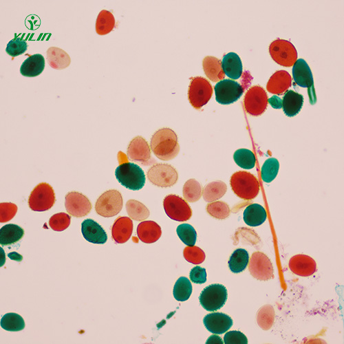 植物生物學(xué)花及花的生長生物玻片