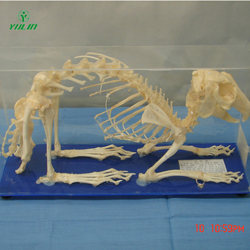 兔骨骼包埋標(biāo)本