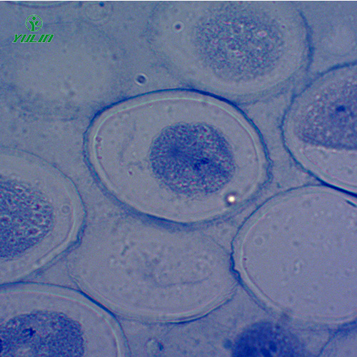 細胞及遺傳學生物實驗玻片標本