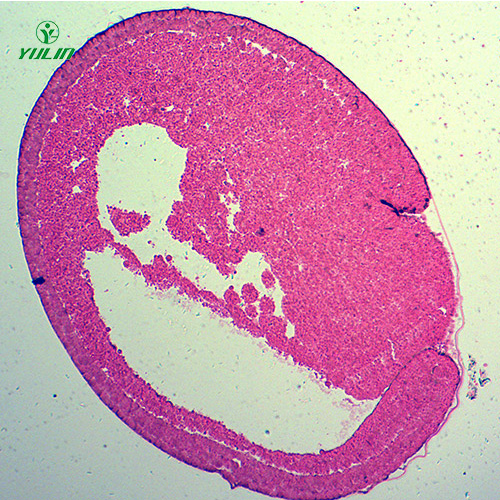 蛙胚胎發(fā)育時期切片