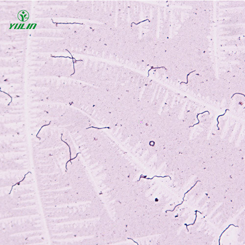 細菌、真菌類生物標本片