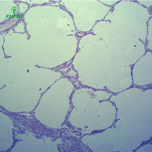 動物病理學心血管及呼吸系統疾病切片