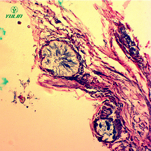 觀賞植物病害標(biāo)本片
