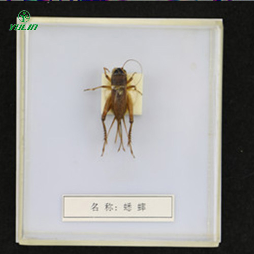 益蟲標(biāo)本20種